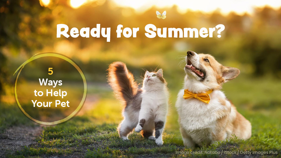5 ways to help your pet get ready for summer