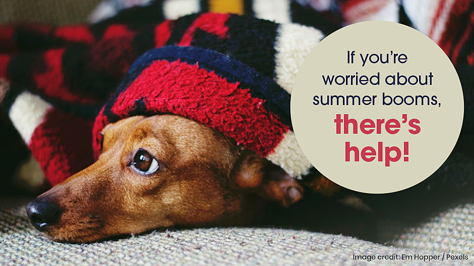 Help for Your Pet with Summer Booms
